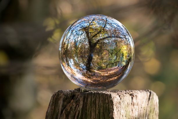 Forest seen through a glass ball 