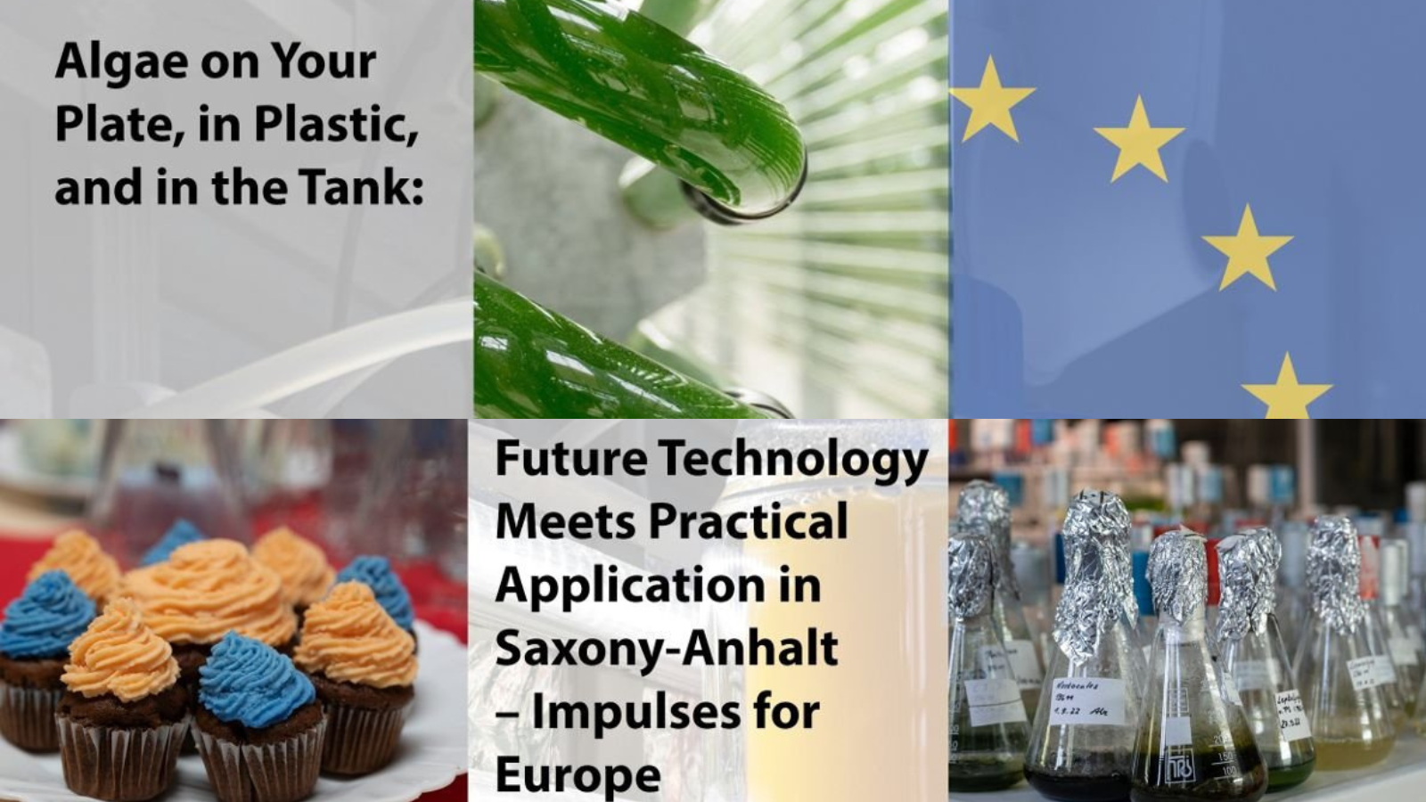 Algae on your plate, in plastic and in the tank: Future technology meets practical application in Saxony-Anhalt – Impulses for Europe