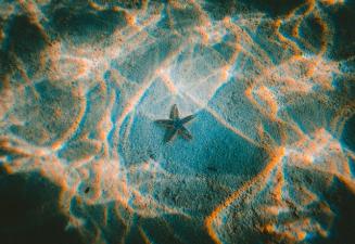 A starfish on the sea floor