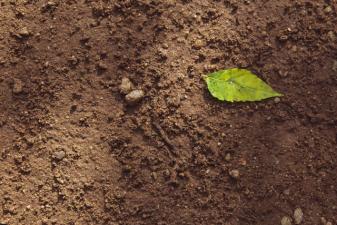 Call for abstracts on the role of soil in climate change