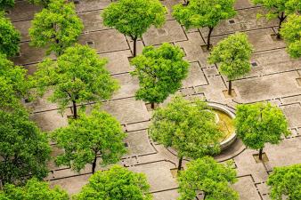 urban forests and greening interventions  