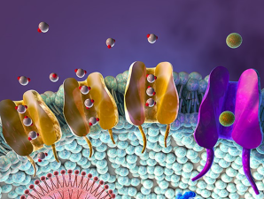 A picture of polymer membrane cells