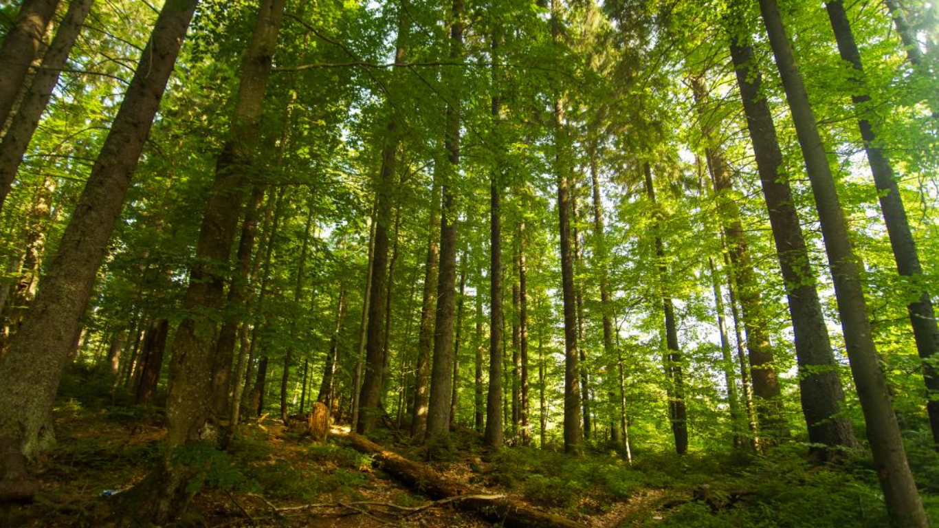 FOREST Partnership call for proposals